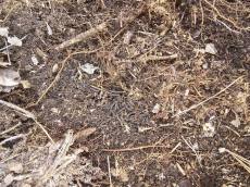 러브버그, 친환경 방제제 실험 성공? 내년 야외 검증 돌입