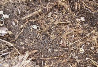 러브버그, 친환경 방제제 실험 성공? 내년 야외 검증 돌입