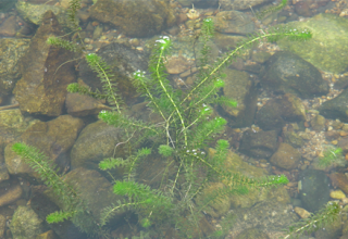 기후에너지환경부, 국립낙동강생물자원관, 담수식물 검정말에서 멜라닌 합성 촉진 효과
