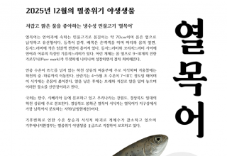 기후에너지환경부, 12월의 멸종위기 야생생물로 ‘열목어’ 선정