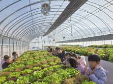 [포토] 농촌진흥청, 알록달록.. 흙 없이 키운 친환경 상추