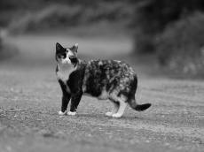 도시 위를 걷는 고양이, 인간은 어디까지 개입할 수 있을까