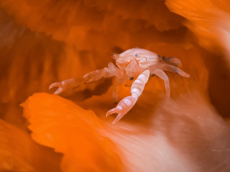 기후에너지환경부,  제주 서귀포 앞바다...  미기록종 무척추동물 발견