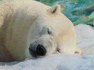 ‘얼지 않는 털의 비밀’…북극곰이 추위에 적응한 방법 