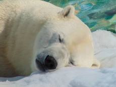 ‘얼지 않는 털의 비밀’…북극곰이 추위에 적응한 방법