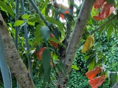 농촌진흥청·케이씨씨(KCC) ...과일나무 줄기에 바르는 전용 환경페인트 개발