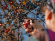 나무에 바르는 페인트가 한파를 막는다? 기후변화 대응하는 과수 보호법