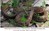 기후에너지환경부, 우리땅에만 사는 살모사 2종 확인… 국립생물자원관 첫 과학적 규명