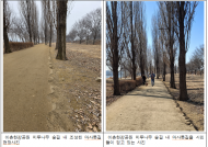 김용호 시의원,‘이촌한강공원 미루나무 숲길 1.8km 마사톳길 조성 완료’환영