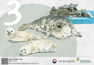 기후부, 3월의 멸종위기 야생생물로 ‘물범’ 선정