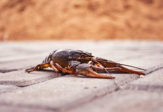 ‘강한 생명력’ 미국가재, 생태계 교란종으로 지정된 이유는?