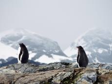 남극 기온 상승에 녹는 빙하…2026년 현재는?
