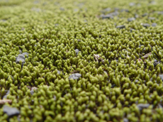 “이끼의 재발견”…공기 정화·탄소 흡수...산업 소재로 뜬다
