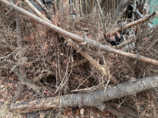 “플라스틱도 나무로 만든다”…바이오플라스틱 국산화 시동