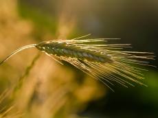 탄소중립의 해답은 농업의 기술력에 있다?