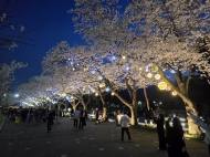 서울대공원 ‘2026 봄꽃축제’ 다채롭고 풍성한 벚꽃과 환경보호 중요성 함께 일깨워