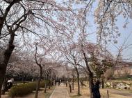 [김미란의 여행 칼럼] 제2편, 경남 창원시 ‘진해군항제 벚꽃 축제’ ... 봄의 절정 속으로 성큼
