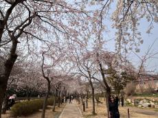 [김미란의 여행 칼럼] 제2편, 경남 창원시 ‘진해군항제 벚꽃 축제’ ... 봄의 절정 속으로 성큼