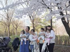 [현장 포토] 설레는 초봄과 초봄을 잇는 ... 여의도  '봄의 정원'  봄꽃 축제 현장
