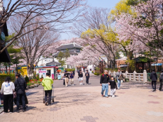 [현장 포토] 서울대공원, 사람과 초봄을 잇는 ... 시민들의 설레임 가득한 발길들이 찾는 쉼터 '봄꽃축제 명소'