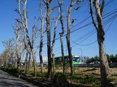 [현장 포토] 4월 지구의 달,  탄소중립은 말 뿐 ... 흉하게 잘려나간 나무들