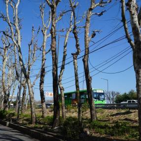  4월 지구의 달,  탄소중립은 말 뿐 ... 흉하게 잘려나간 나무들