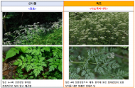 봄철, 독초를 산나물로 혼동하여 섭취하고 피해 사례 지속 발생