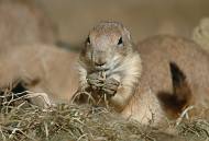 초원에도 사투리가? 사막의 강아지 프레리독의 소통법