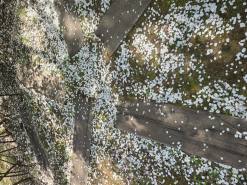 [포토] 벚꽃이 지나간 자리, 조팝이 이어받은 봄의 주인공