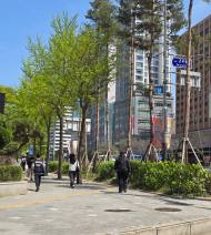 [환경 톡톡] 1년 중 대기 중 이산화탄소가 가장 높은 5월 ... 지방자치단체의 무분별한 나무 가지치기가 시민들 건강과 탄소중립 실천을 방해