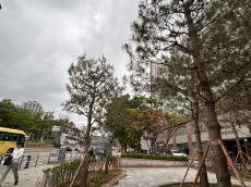 “상쾌한 아침 공기? 알레르기 환자에겐 독(毒)”