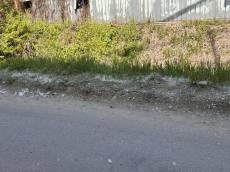 봄의 불청객 ‘꽃가루 습격’… 송홧가루·꽃씨 날림 비상