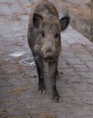 도심 출몰 멧돼지, 사살하는 것이 정답일까