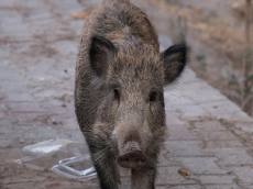 도심 출몰 멧돼지, 사살하는 것이 정답일까