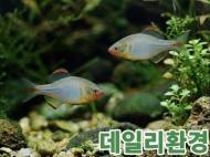 요즘 뜨고 있는 ‘K-관상어’ 반려문화로 세계 시장 정조준